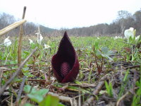 �U�[���\�E